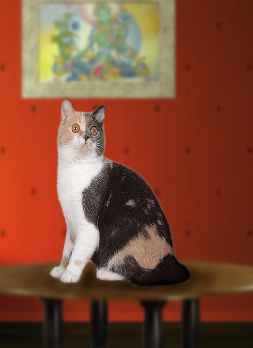 How to Identify a Bombay Cat photo foto How to Identify a Bombay Cat