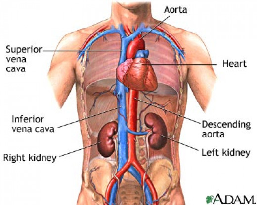 Kidney Dialysis games