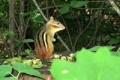 Problem with pest chipmunks? Build a "CHIPPER DIPPER ...