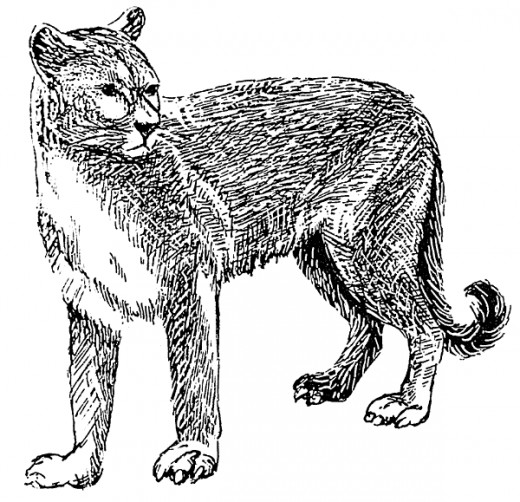 Image of a Mountain Lion in the Public Domain
