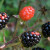 Pick wild fruit like blackberries. Pick wild fruit like blackberries.