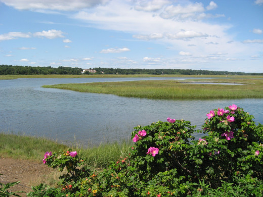 Roses by the sea - in Maine.
