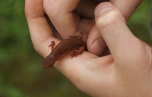 Red Spotted Eastern Newt