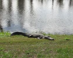 An alligator that was hanging around as we lunched on the lanai. 
