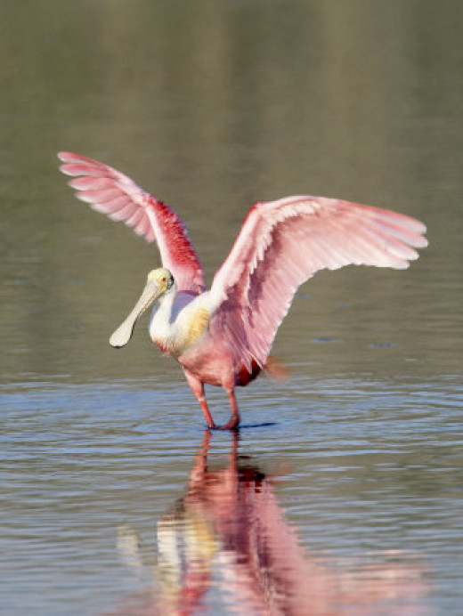 Identify the Water Birds | hubpages