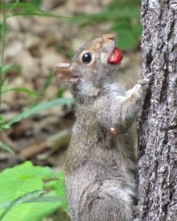 squirrel with strawberry