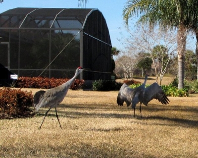 The male approaches the female crane