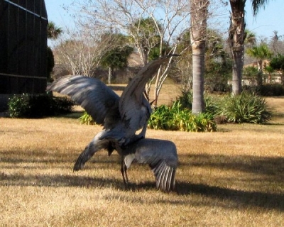 The male crane hops onto the back of the female