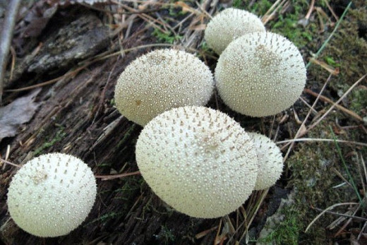 Odd Puffball in New Hampshire - Aren't these amazing! They have tiny pin-like bumps across the surface. Very strange looking.