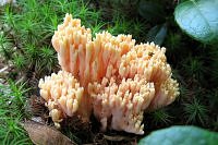 An Unusual Mushroom (the coral mushroom)