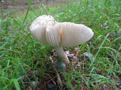 This mushroom is like a ballerina.
