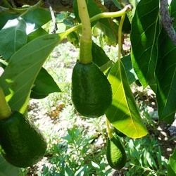 My Dad lives in Barrydale, South Africa - lucky him, he can just nip into his garden to pick an avo from his tree for  Avocado on toast at lunchtme!