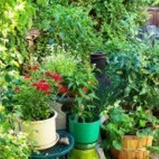 Successful Container Gardening Growing Great Vegetables and Flowers in