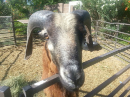 Oliver, the Blackbelly ram