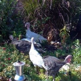 The turkeys "pre-season" themselves in the oregano patch.