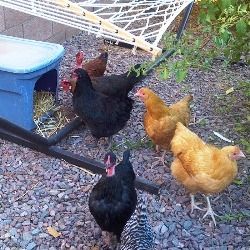 Hens waiting in line to use the "facilities."