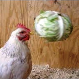 Provide plenty of distraction when introducing new hens to a flock.