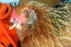 Photo credit:  BackyardChickens.com