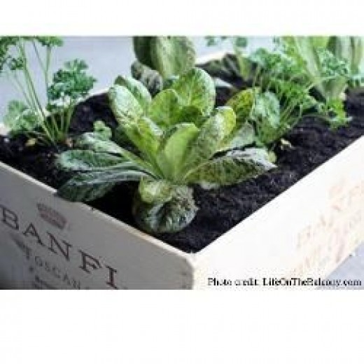 Safe Wood Sealers for Raised Bed and Container Gardens Dengarden