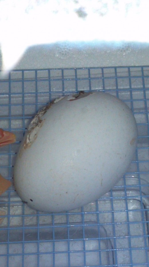 Chick is just starting to pip, or poke its beak through the shell prior to hatching.