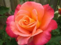 10 Tips for Growing Roses