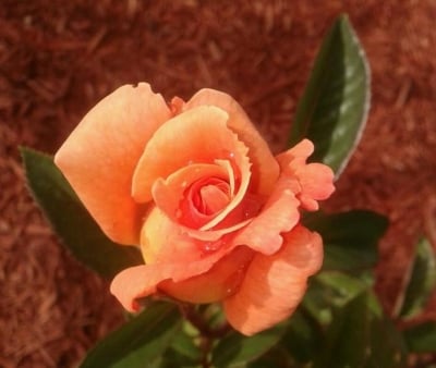 A Picture of My Sundowner Grandiflora