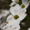 How to Grow Dogwood Trees