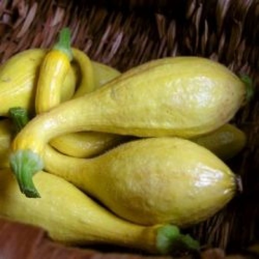 How to Freeze Yellow Squash Delishably