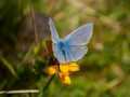 Pictures of Blue Butterflies in the U.K.