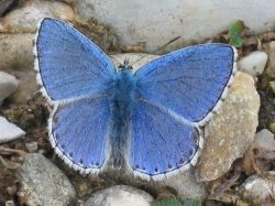 Adonis Blue