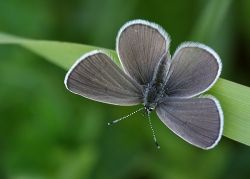 Small Blue