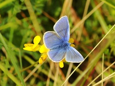 Common Blue in Polaroid