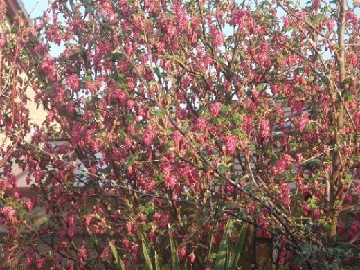 A Flowering Currant Bush A Flowering Currant Bush