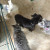 Checking out this new little black rescue girl, Shyla Sue! She seems ok so far. Checking out this new little black rescue girl, Shyla Sue! She seems ok so far.