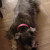 My new pretty collar! My new pretty collar!