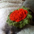 Ladybug wearing one of my works-in-progress on her head! Ladybug wearing one of my works-in-progress on her head!