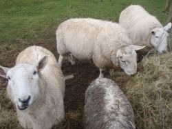 Sheep