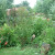 The "Jungle Garden" - as it always looked in late summer when everything was going crazy! There was everything in there from a tiny apple  tree to a beautiful red and white peppermint rose bush, tall phlox, elderberry, and of course hostas.