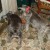 Sheina, right, teaches Casey our first rescue Schnauzer the rules of the water bowl! Sheina, right, teaches Casey our first rescue Schnauzer the rules of the water bowl!