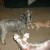 Sheina and Scrappy playing with rescue puppies Sheina and Scrappy playing with rescue puppies