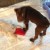 Second day at home... "Hey, I'm feeling a little better! What's this squeaky thing?" Second day at home... "Hey, I'm feeling a little better! What's this squeaky thing?"