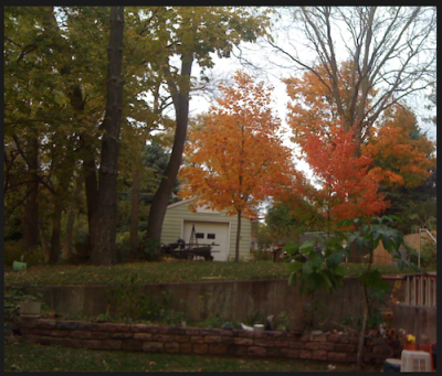 My Trees &amp; Raised Bed Garden In Their Autumn Glory...