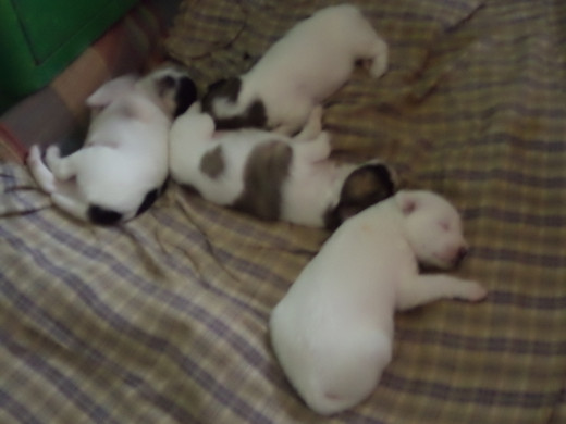 Newborn Puppies Safe and Warm In My Bedroom