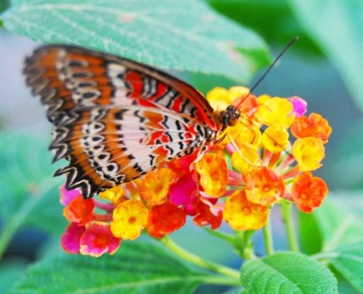 A colorul butterfly in the Baluarte butterfly garden