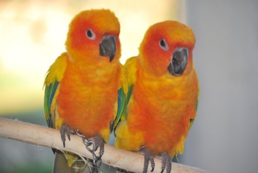 Beautiful parrots at Baluarte Zoo.