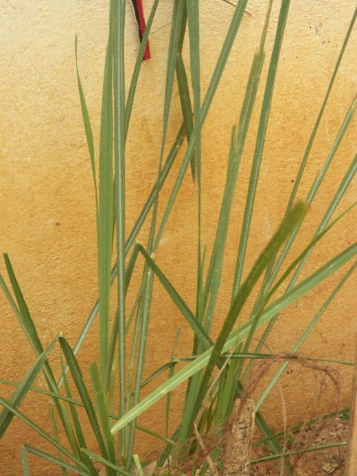 Lemongrass Is Good For Dogs And Cats