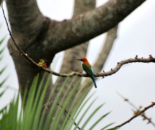 Blue throated bee eater
