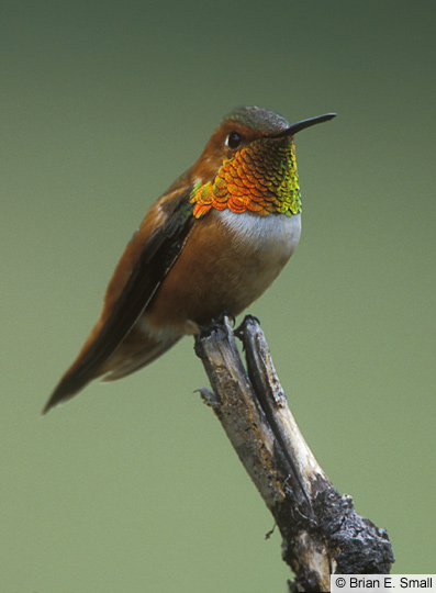 Rufous Hummingbird