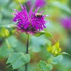 Monarda, or Bee balm