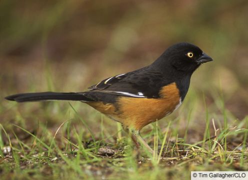 Towhee - a shy bird that loves to scratch under shrubs and brush.